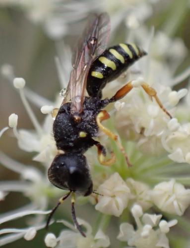 Lestica subterranea